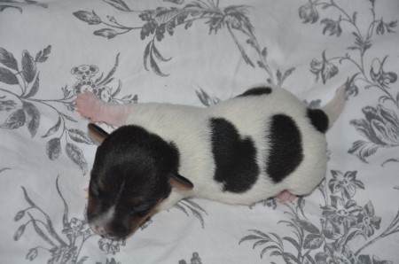 BACKGAMMON - eine hübsche kleine Russell-Dame ;-)