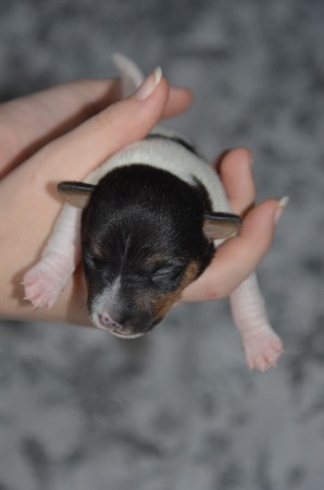 BACKGAMMON - Foto 4 & fertig ist das Quartett!