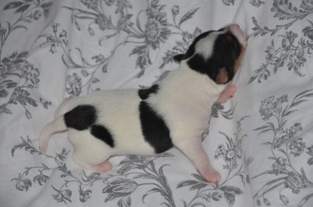 BLIND DATE - hier in besonders kesser Pose ;-)