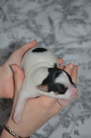 BANSHEE - auch ich habe ein hübsches Profil!