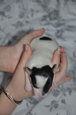 BANSHEE - einfach nuuuuur süß ;-)