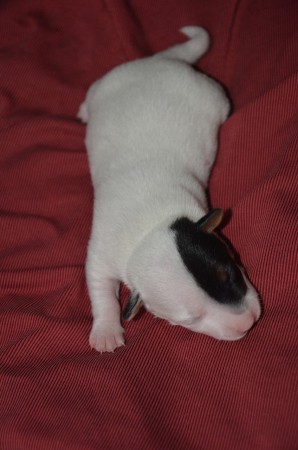 BRUCE AKA BATMAN - in Superhelden-Flug-Pose ;-)