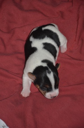 BUFFON - Mr. Championsleague von rechts ;-)