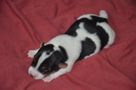 BUFFON - Mr. Championsleague von links :-)