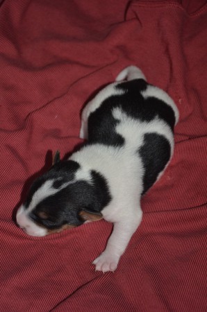 BUFFON - Mr. Championsleague in Action ;-)