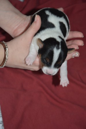 BUFFON - ...auch Mr. Championsleague beherrscht die Super-Helden-Pose ;-)