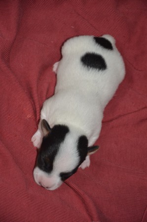 BALTHASAR 2.0 - ein Russell-Rüde wie aus dem Bilderbuch...