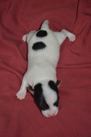 BALTHASAR 2.0 - ...ein kleiner Russell robbt ins Abenteuer Hundeleben ;-)