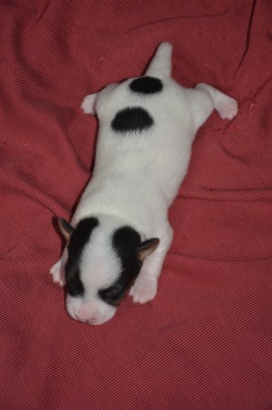 BALTHASAR 2.0 - ...ob von links oder rechts - dieser Rüde macht immer eine gute Figur ;-)