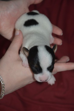 BALTHASAR 2.0 - nach Woche 1.0 ;-)