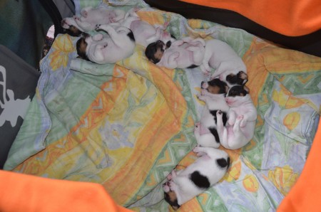 Let's do the "Wurfbox-Girlande" ;-)