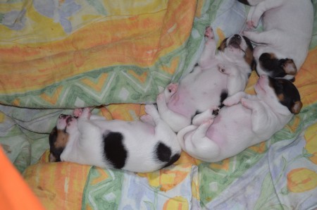 ...und vom Welpengehege träumen ;-)