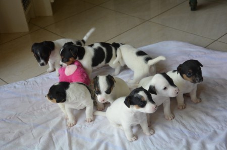 Gruppenbild mit 8 Welpen...