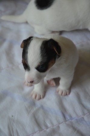 BLACK EYED PEA beim Welpenausflug aus dem Welpengehege ;-)