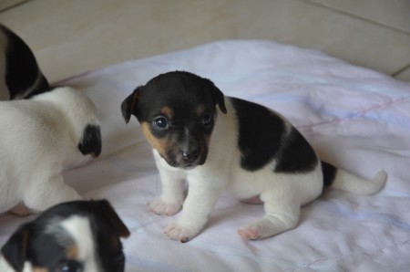 BACKGAMMON - ein hübsches kleines Russell-Mädel...