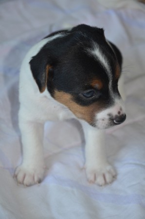 ...und ein hübscher Russell-Bub: BUFFON !