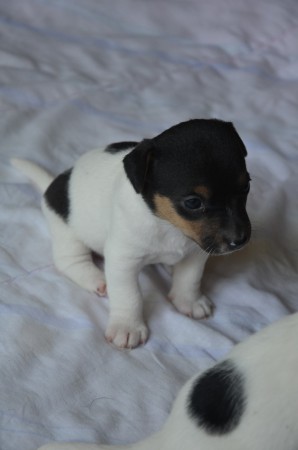 ...und noch einmal BACKGAMMON !