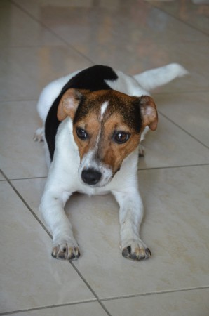 MARGE - eine Russell-Mama hat alles im Blick...