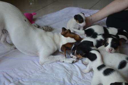 ANUBIS, das Welpen-Kuddel-Muddel & BANSHEE (rechts, Blick in die Kamera)
