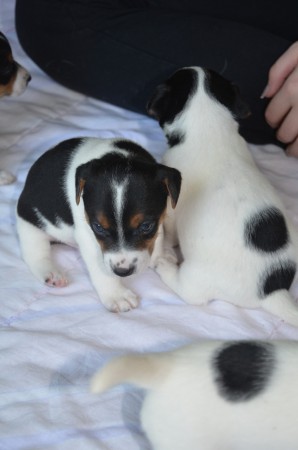 BUFFON von vorne, BALTHASAR 2.0 von hinten & ein kleines Stück BANSHEE