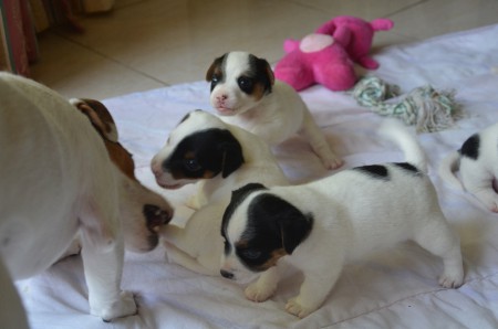 ANUBIS mit BLACK EYED PEA, BRUCE aka BATMAN & BALTHASAR 2.0