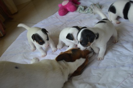 ...selbes Quartett, anders gemischt ;-)