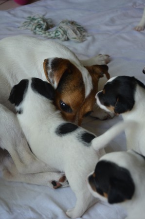 ANUBIS & BALTHASAR 2.0