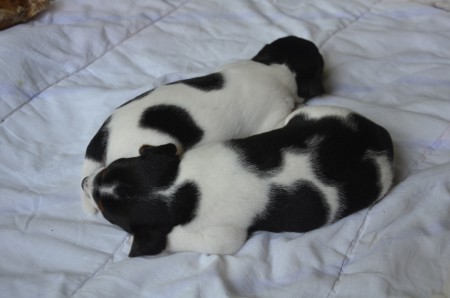 BACKGAMMON hinter BUFFON ( und das RINDSOHR links oben in der Ecke)