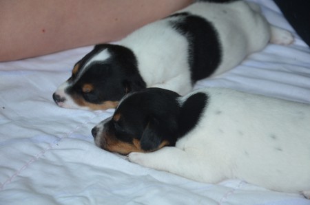 BATGIRL (vorne) & BLIND DATE (hinten)