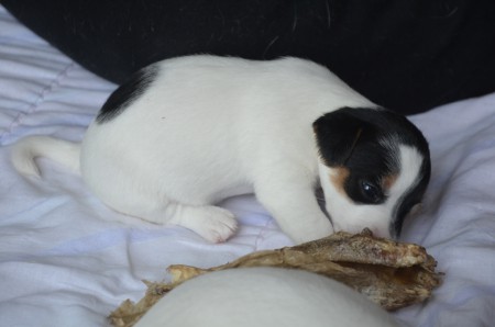 BANSHEE: nom nom nom ... :-)