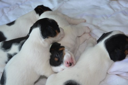 ...die kleine RUSSELLBANDE am Einschlafen ;-)