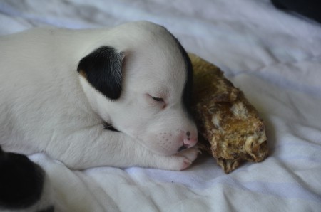 BRUCE aka BATMAN mit dem Rindsohr - wer zuletzt lacht... ;-)