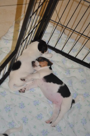 BANSHEE & BUFFON - gemeinsam Kuscheln macht doppelt Spaß ;-)