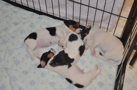 Siesta x4: BLIND DATE, BRUCE aka BATMAN & BALTHASAR 2.0 - und BACKGAMMON mittendrin!