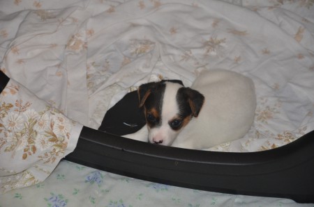 ...und hier lugt nochmal BLACK EYED PEA aus dem Körberl ;-)