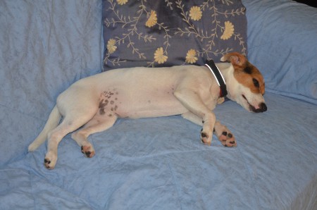 ...und großer Bruder ANUBIS alles im Blick & unter Kontrolle hat... SIESTA EBEN ;-)