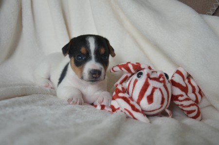 CASSIOPEIA - "...ich wie eine Spinx; der Fisch wie ein Fisch..."