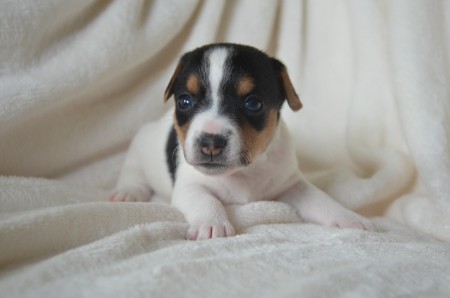 CASSIOPEIA - ...STERNIBILD-schöne Russell-Dame...