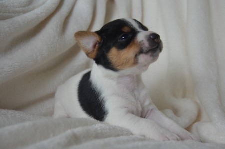 CASSIOPEIA - ...beim Sterne gucken?!?