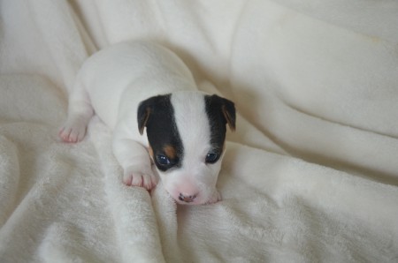 CHANEL - "...ich bin KNUFFELIG!!!"