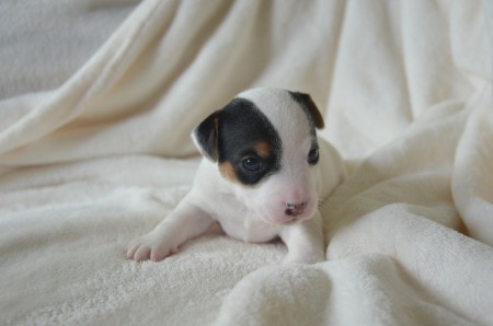 CHANEL - "...bitte gut hinsehen, damit ich nicht mit COCO verwechselt werde!"