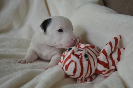 CENTURIO - ...Hunde-"Römer"-Nase & Fisch-Nase im direkten Vergleich: CENTURIO gewinnt :-)