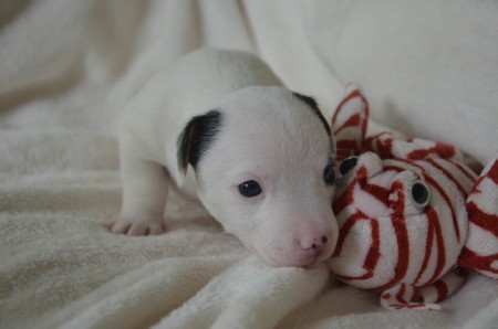 CENTURIO - Aug' in Aug' & nose-to-nose mit Fisch ;-)
