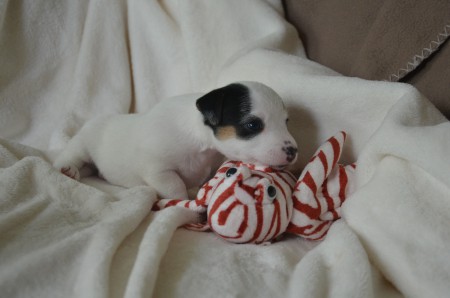 COCO - ...eine stilsichere kleine Russell-Dame liebt den Fisch...