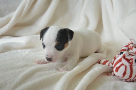 COCO - ...neue russell-ympische Disziplin: Synchron-Posen (hier Team COCO-FISCH)