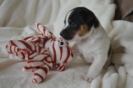 CLEOPATRA - "DIESE Nase!" & FISCH - "DIESES Auge!"