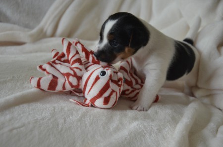 CLEOPATRA - "...ich habe diesen Fisch zum FRESSEN gern!"