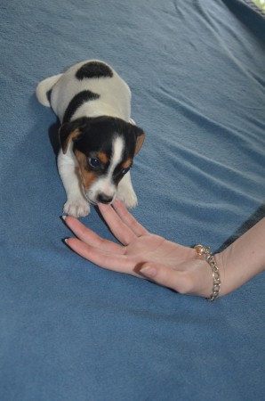 CASSIOPEIA: "Finger sind trotzdem interessanter!"