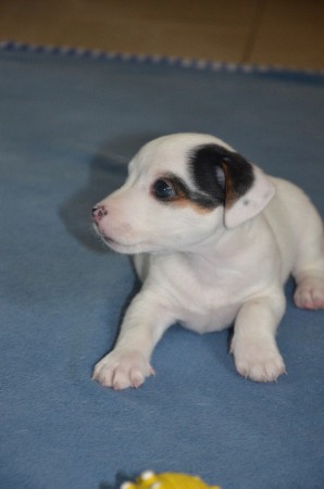 ...und CENTURIO kann seine Schokoladen-Seite herzeigen!