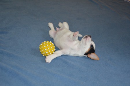 CHANEL: "...trau' dich und behaupte etwas Anderes!" ;-)